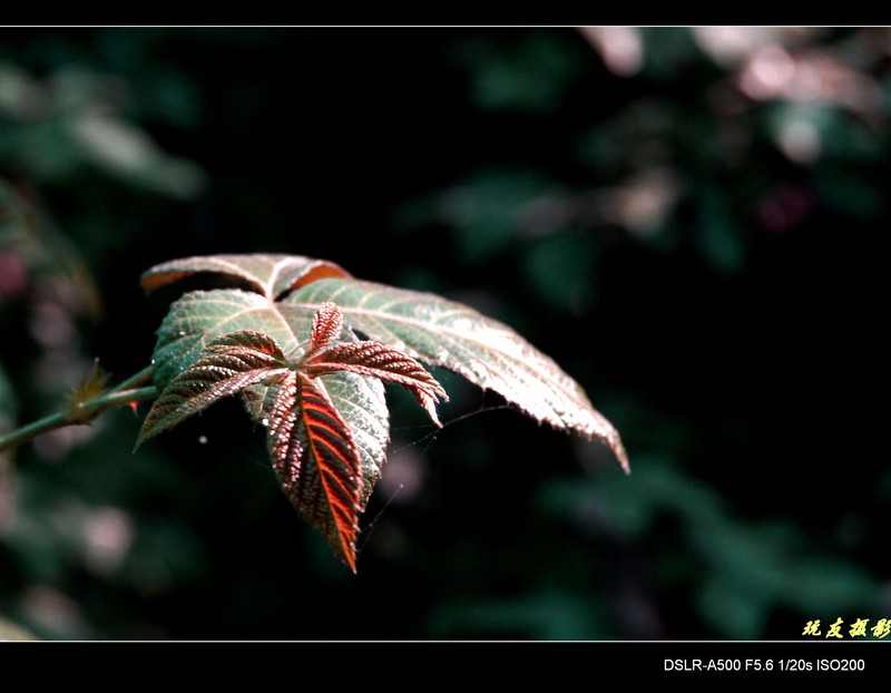 a8204032_s.jpg