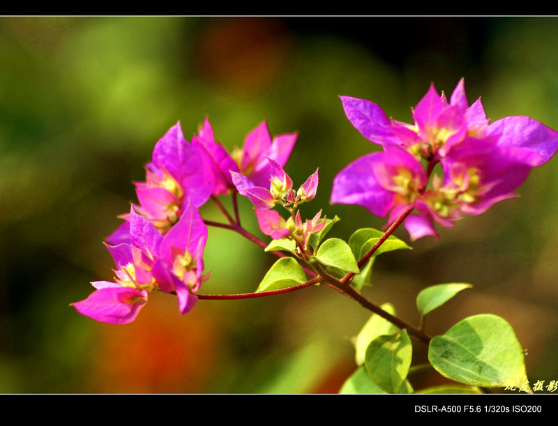 a8222085_s.jpg