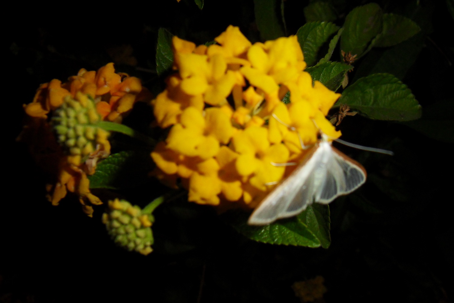 SDC18895.jpg