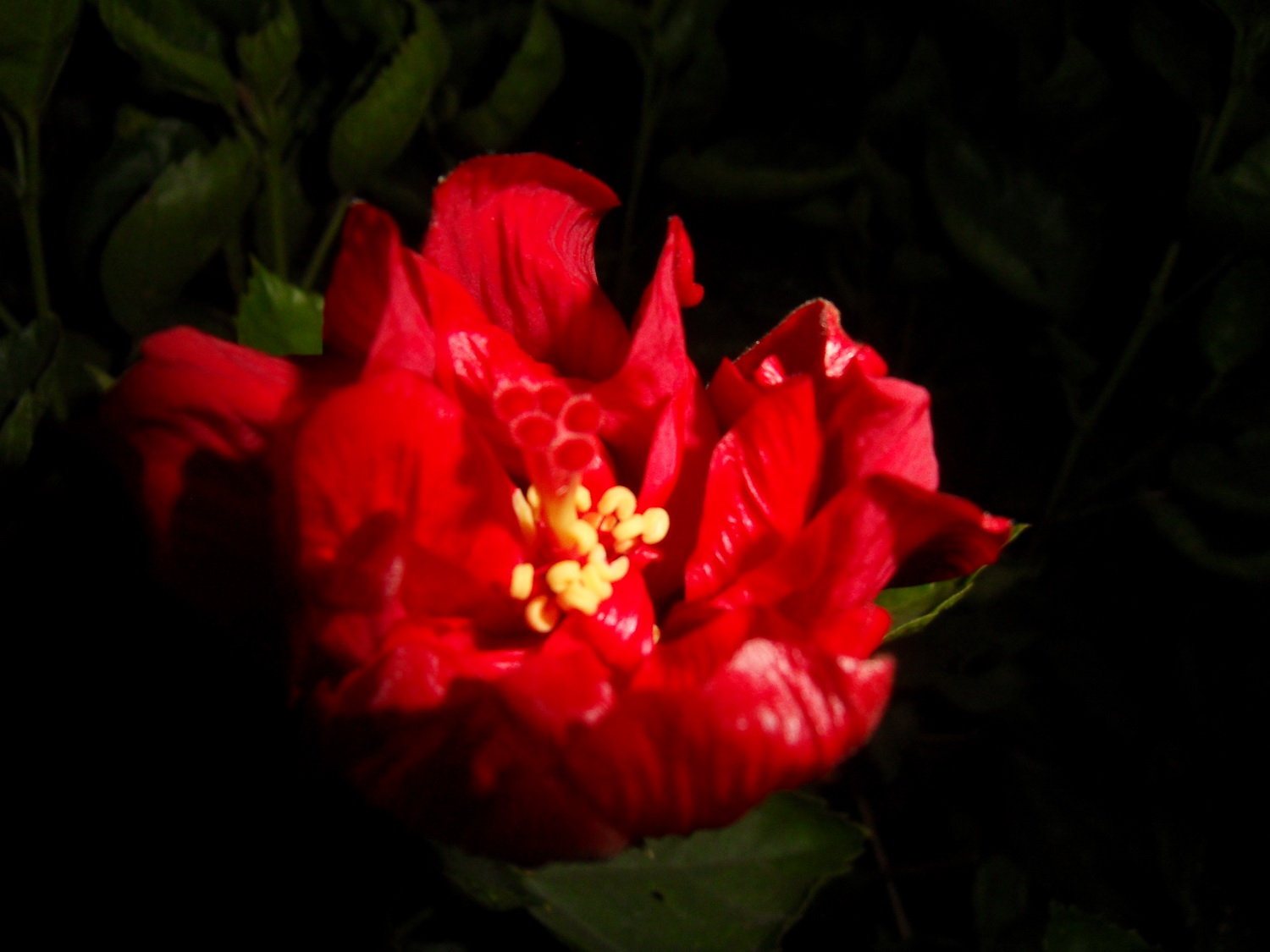 SDC18927.jpg