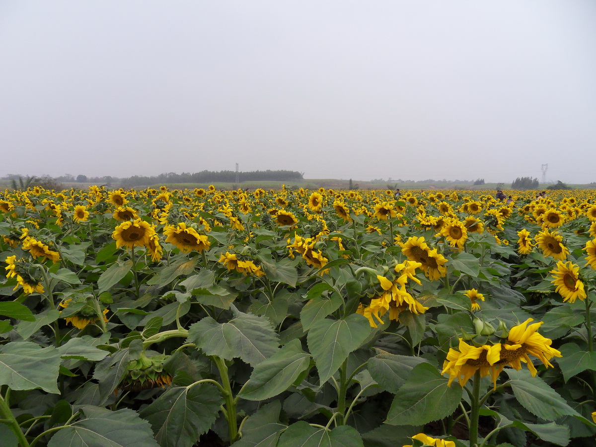 SDC19092.jpg