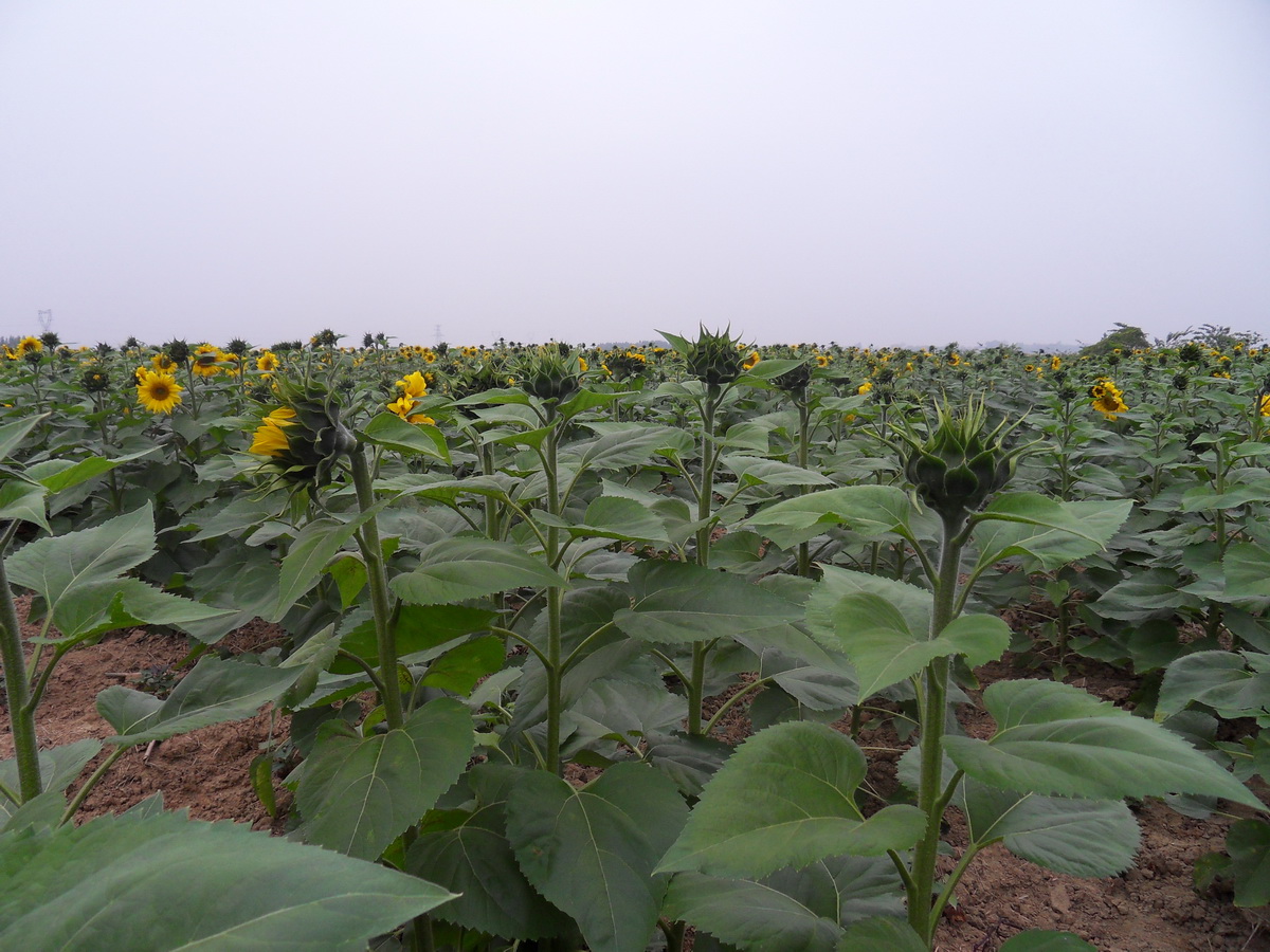 SDC19087.jpg