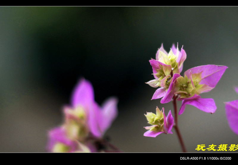 a8296569_s.jpg