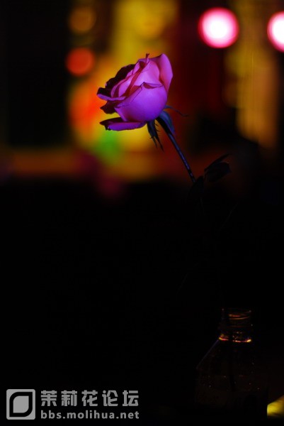 DSC_3520.JPG
