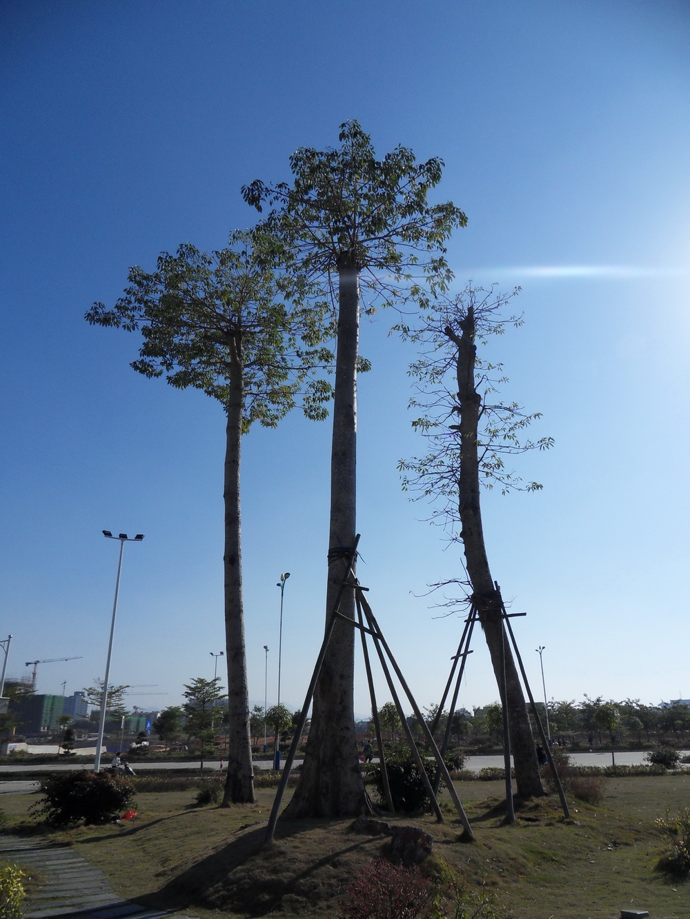 SDC19615.jpg