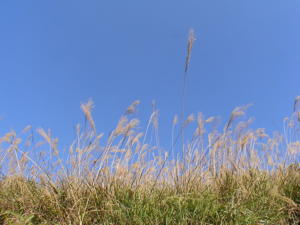 DSCF0017.JPG