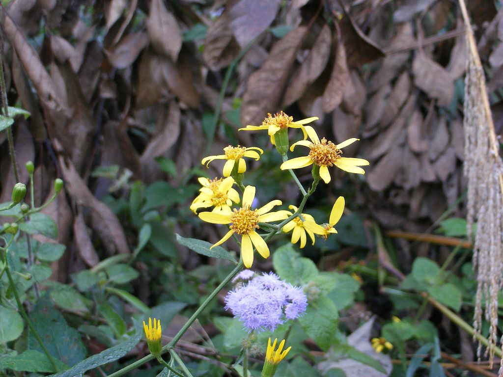 DSCF0049.JPG