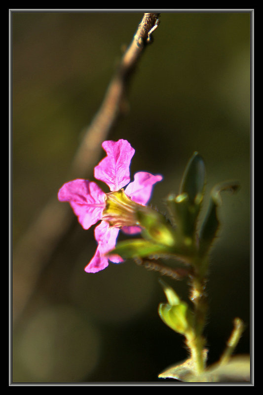DSC01466.jpg