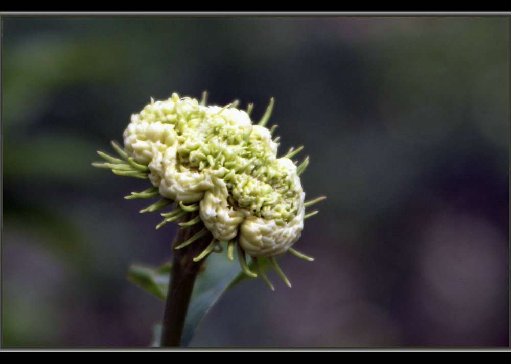 DSC09939.jpg