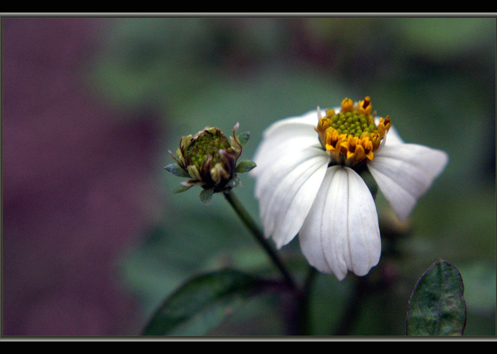 DSC04727.JPG