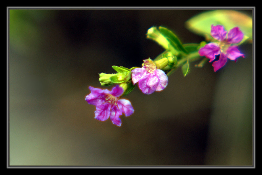 DSC04808.jpg