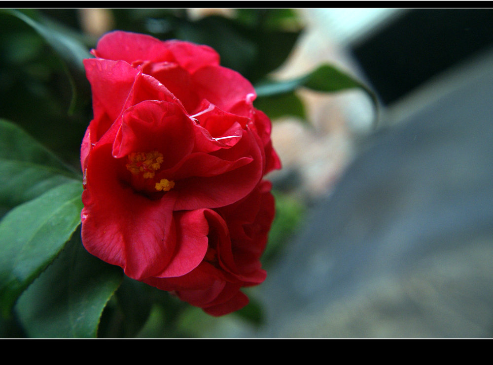 DSC06554.JPG