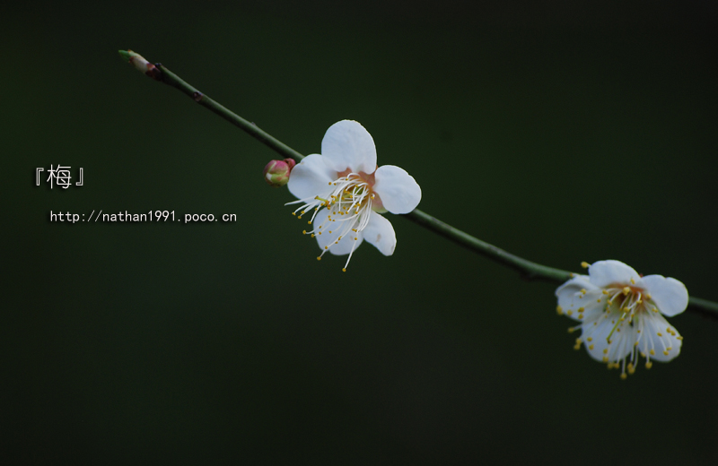 DSC_6145.jpg