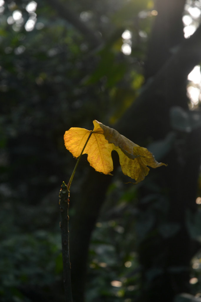DSC_0136.JPG