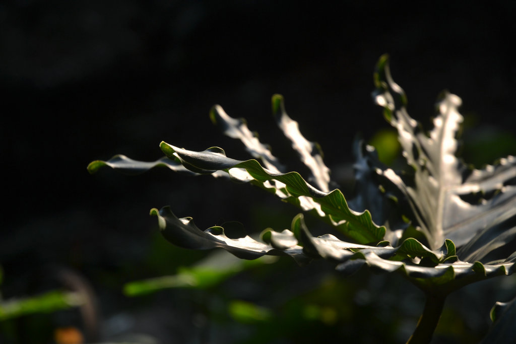 DSC_0159.JPG