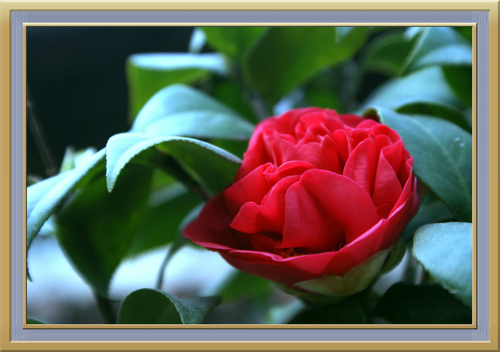 DSC08140.jpg