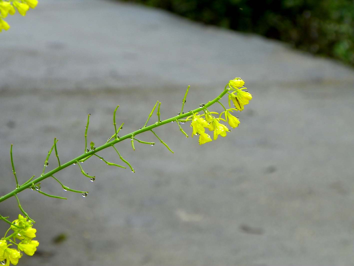 100_2885.JPG