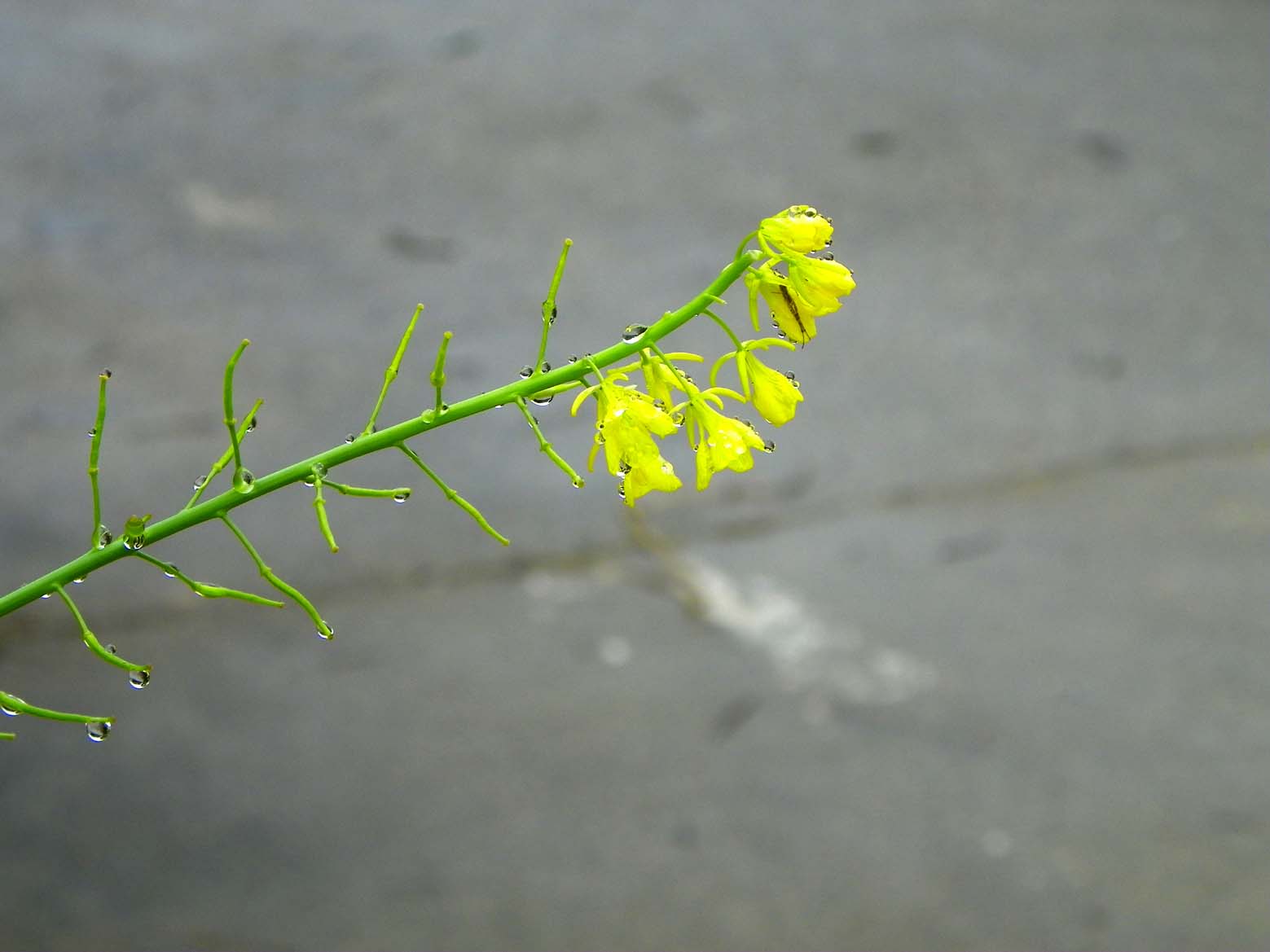 100_2886.JPG