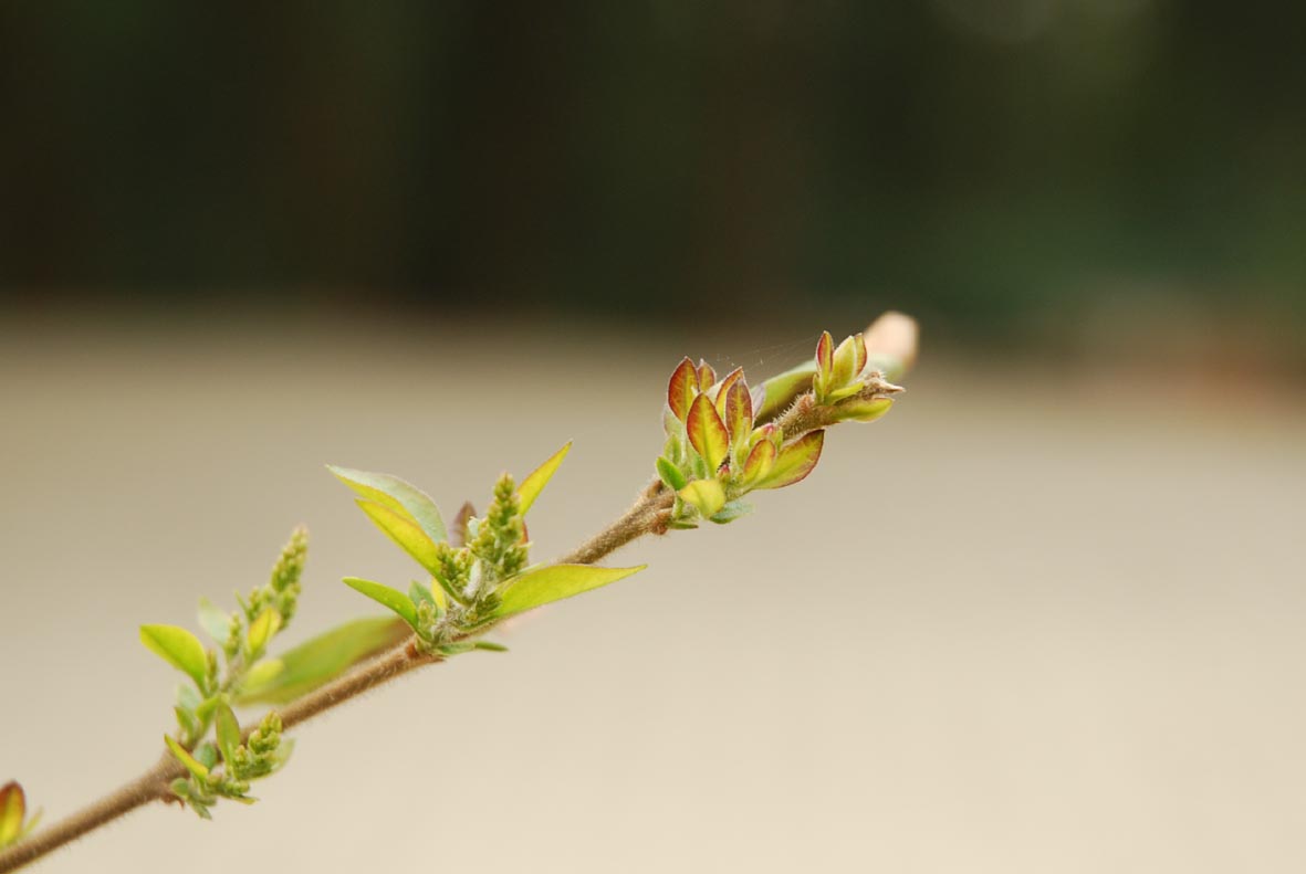 DSC_0649.JPG