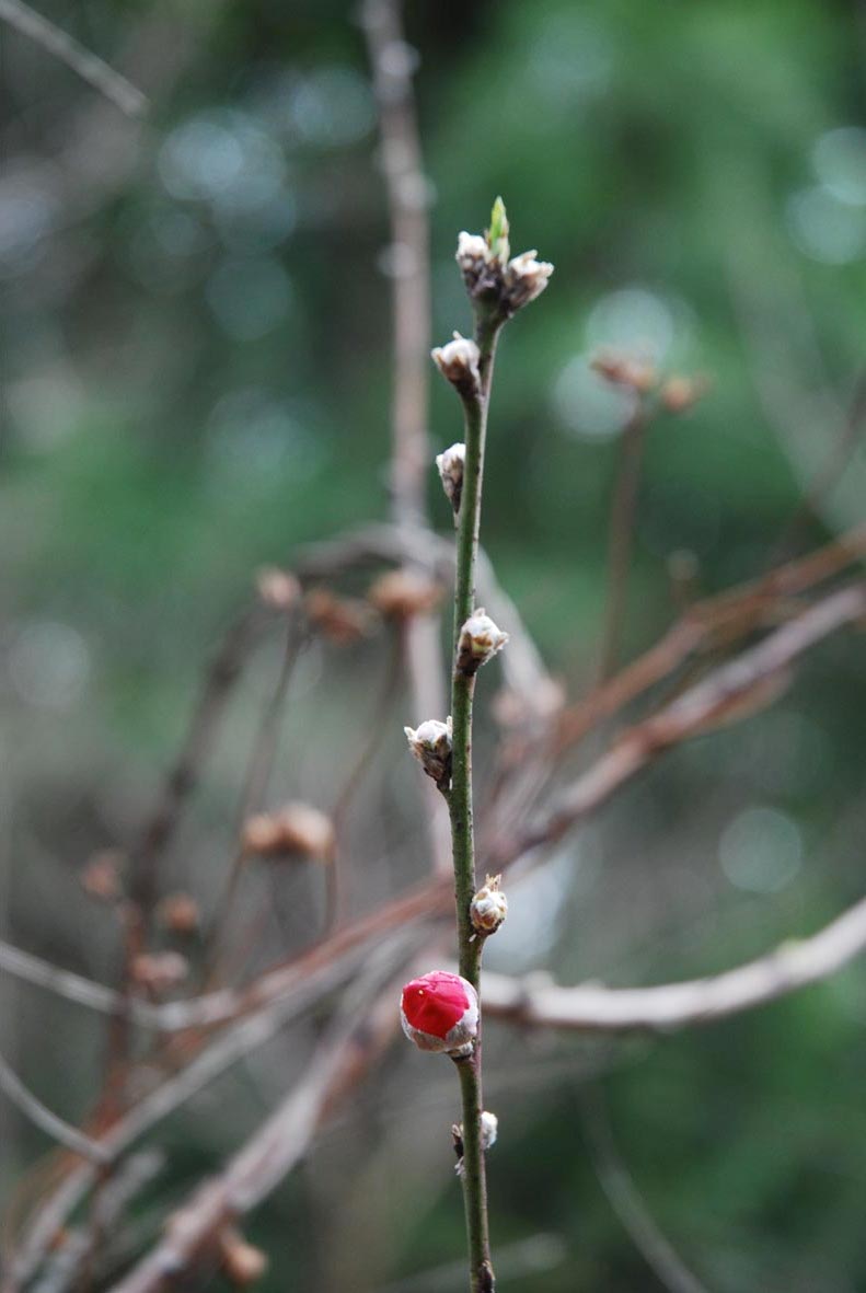 DSC_0866.JPG