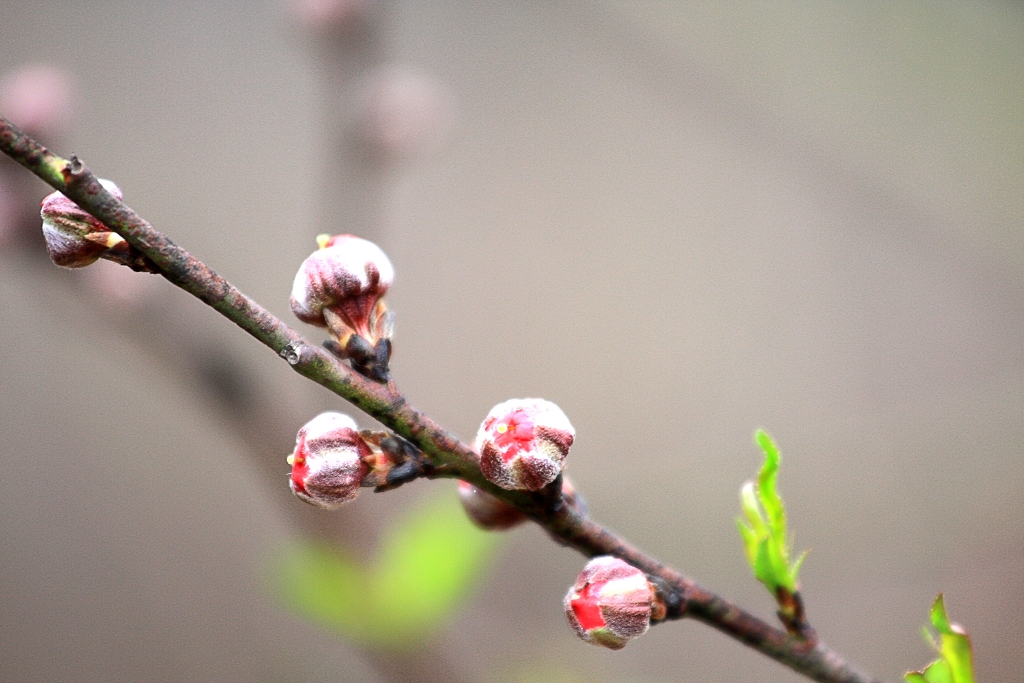 IMG_3887.jpg