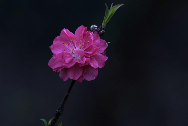 a8918701_s.jpg