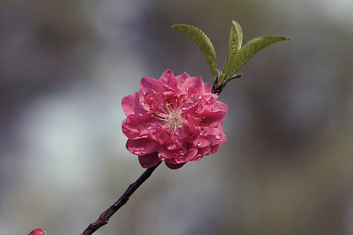 nEO_IMG__DSC5075.jpg