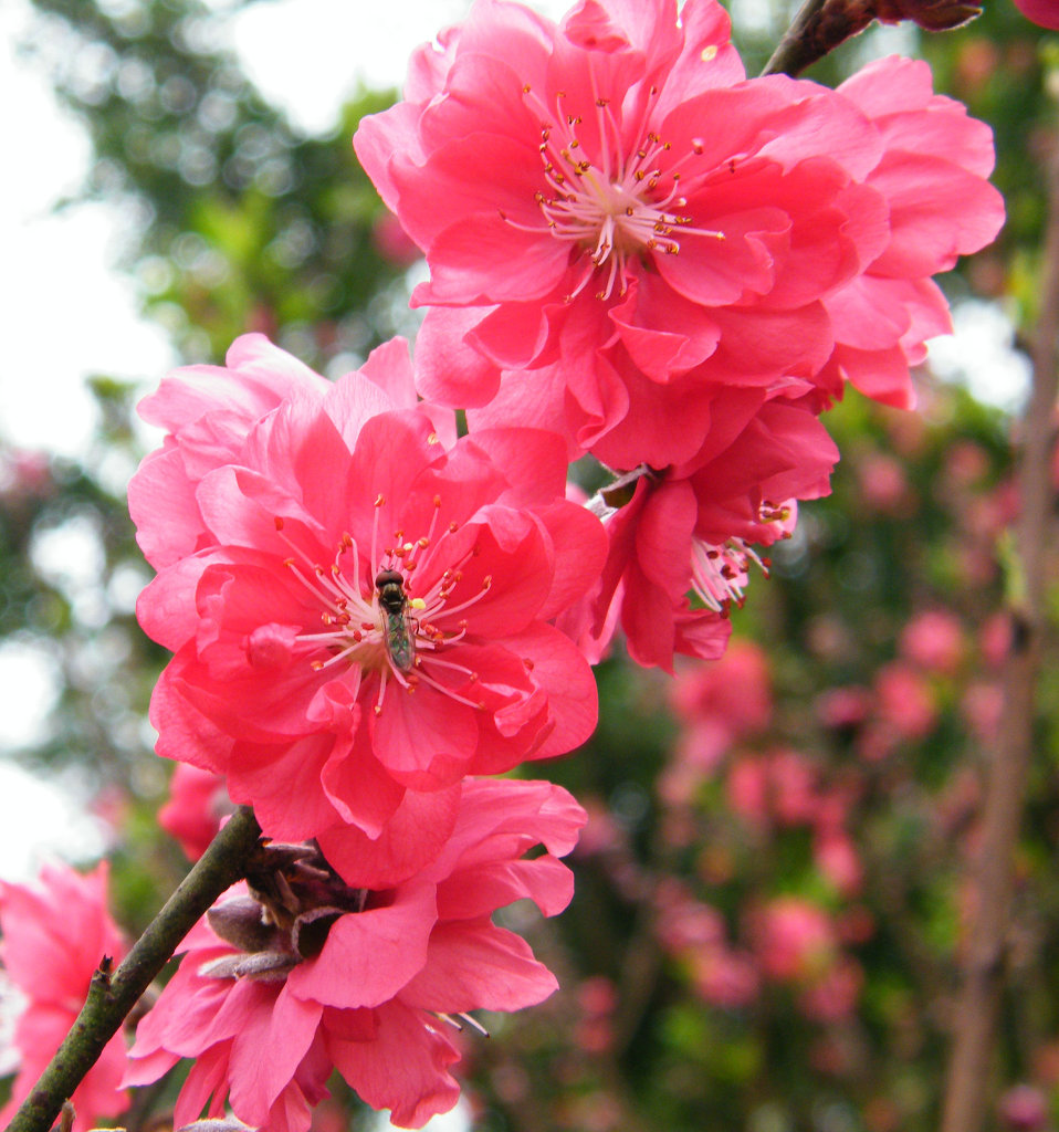 DSCF5028.jpg