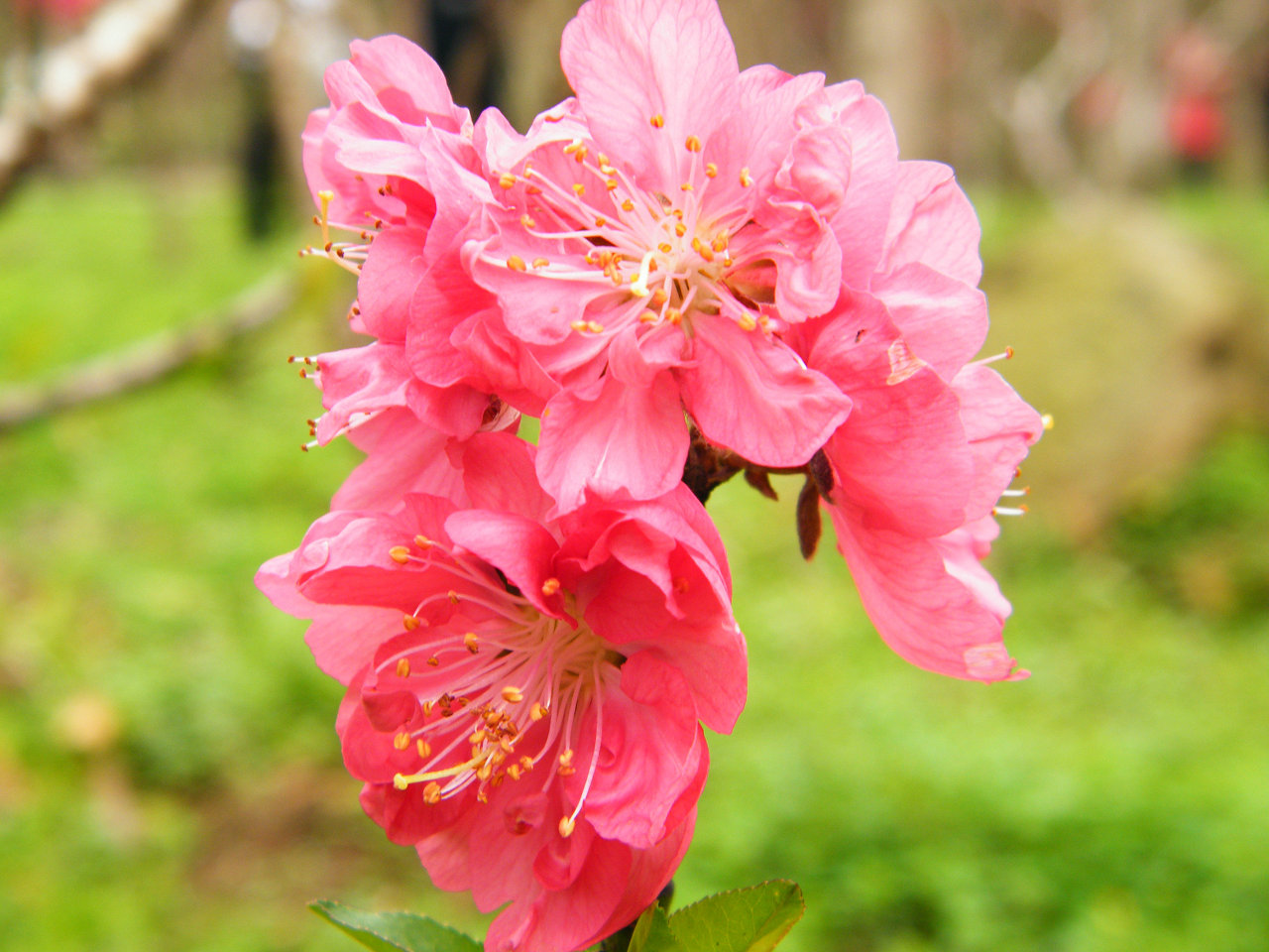 DSCF5030.jpg
