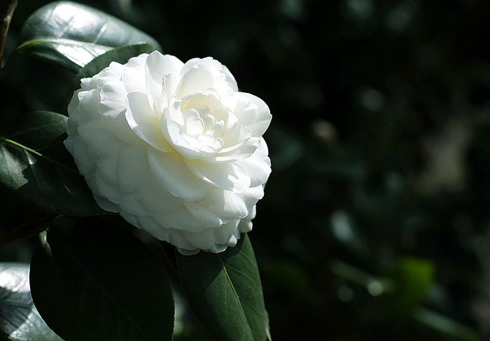 nEO_IMG__DSC3335.jpg