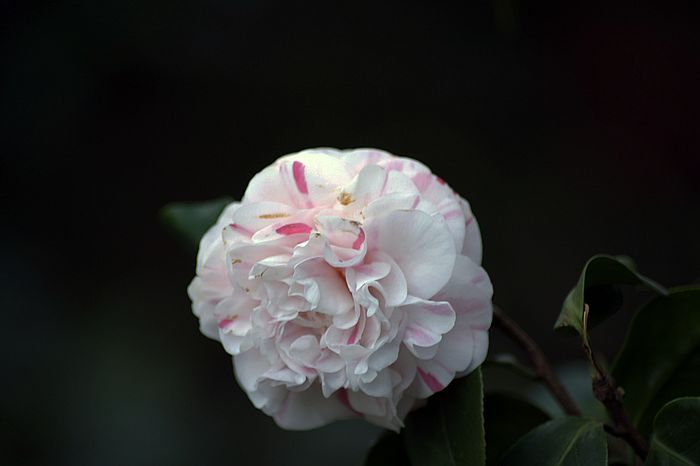 nEO_IMG__DSC3502.jpg