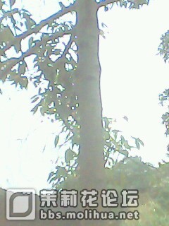IMG0138A.jpg