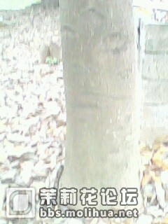 IMG0139A.jpg