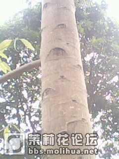 IMG0141A.jpg