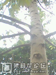 IMG0142A.jpg