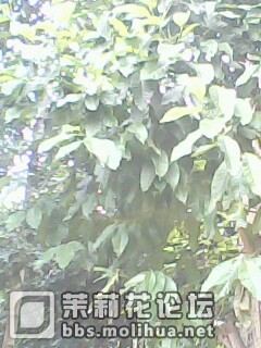 IMG0145A.jpg