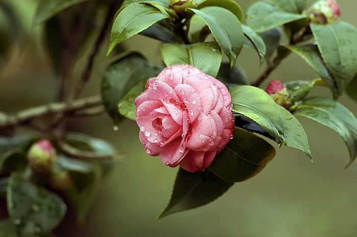 nEO_IMG__DSC3248.jpg