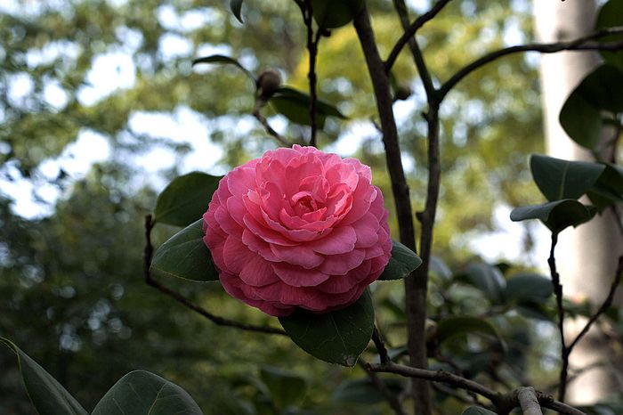 nEO_IMG__DSC3295.jpg