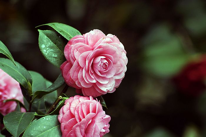 nEO_IMG__DSC3392.jpg