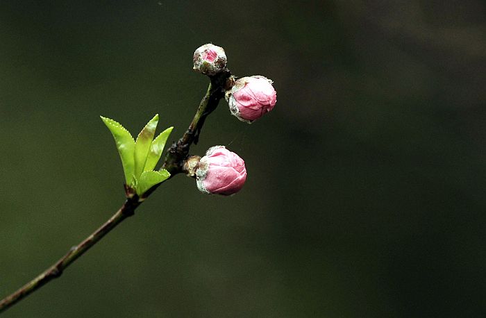 nEO_IMG__DSC4888.jpg