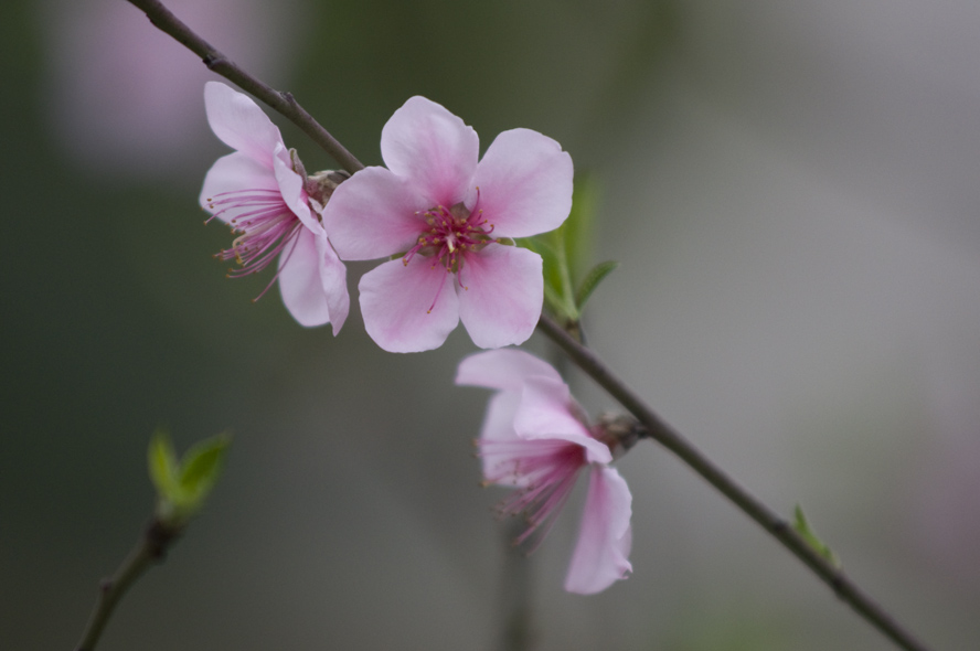 DSC_0044m.jpg