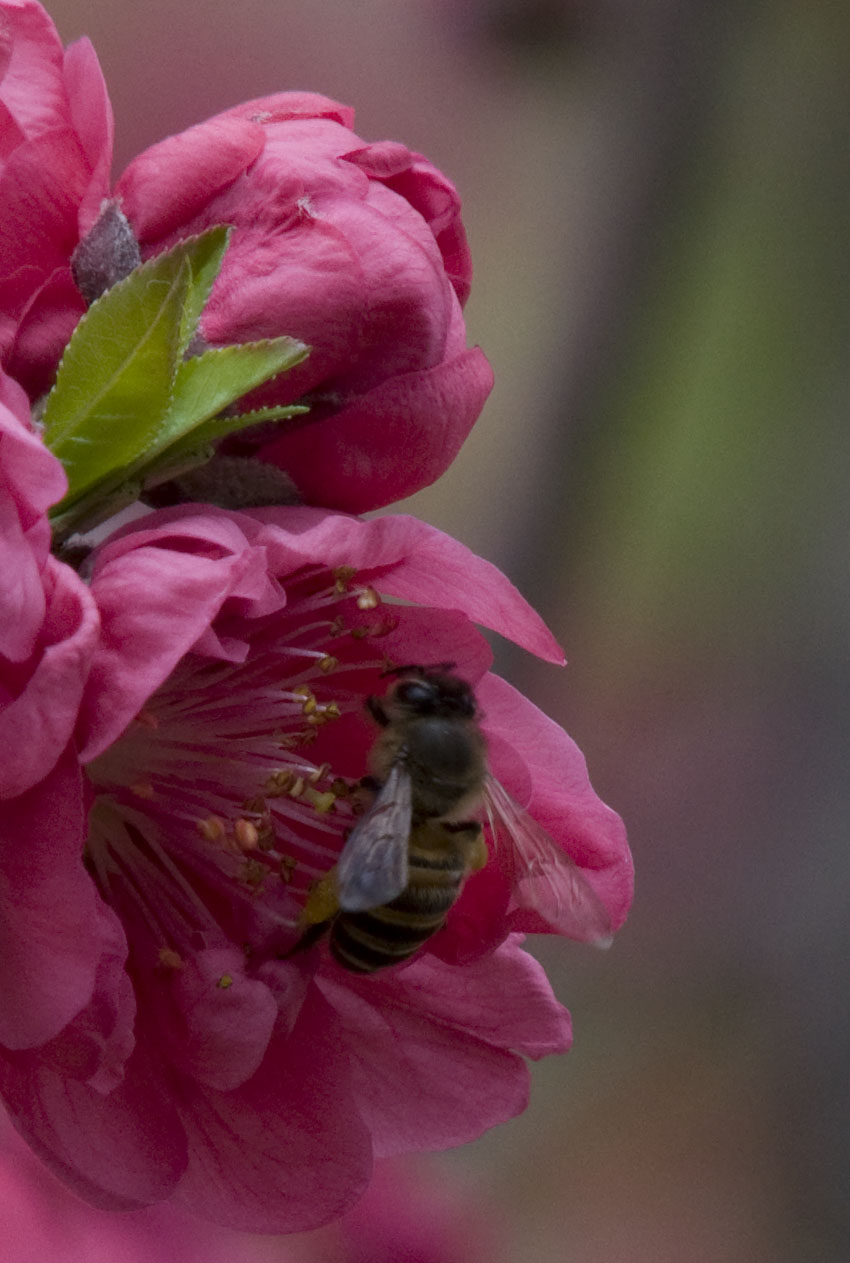 DSC_0033m.jpg