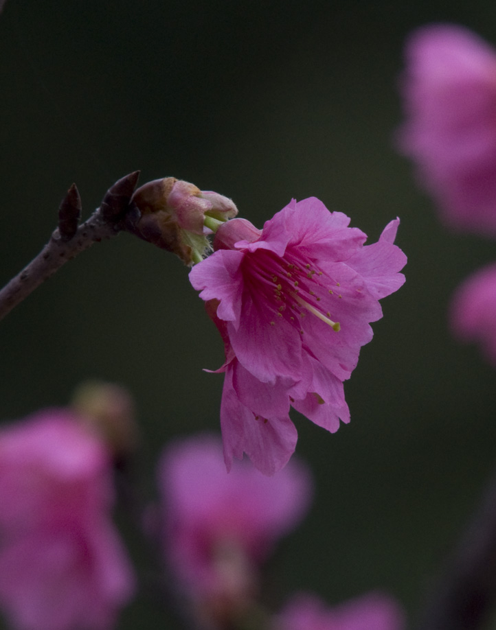 DSC_0009m.jpg
