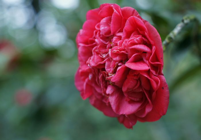 nEO_IMG__DSC3484.jpg