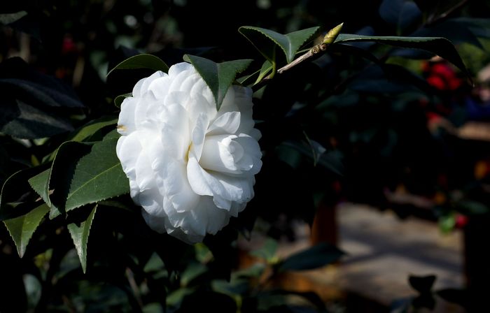 nEO_IMG__DSC3298.jpg