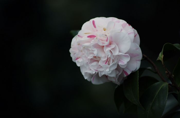 nEO_IMG__DSC3503.jpg