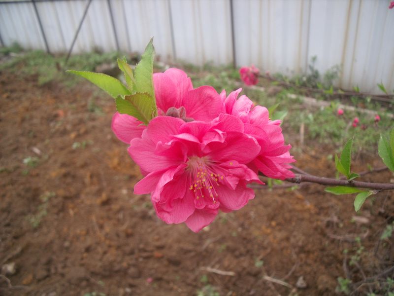桃花1.JPG
