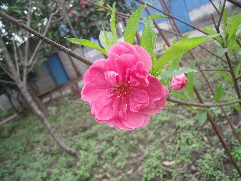桃花.JPG