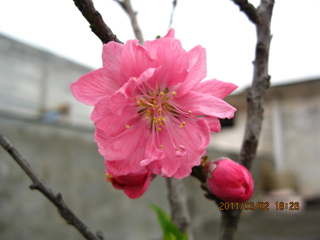 IMG_0742.JPG