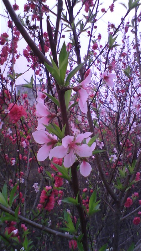 桃花.jpg